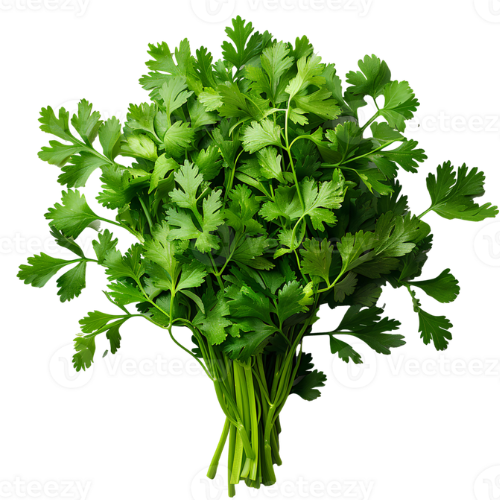 Coriander Leaves